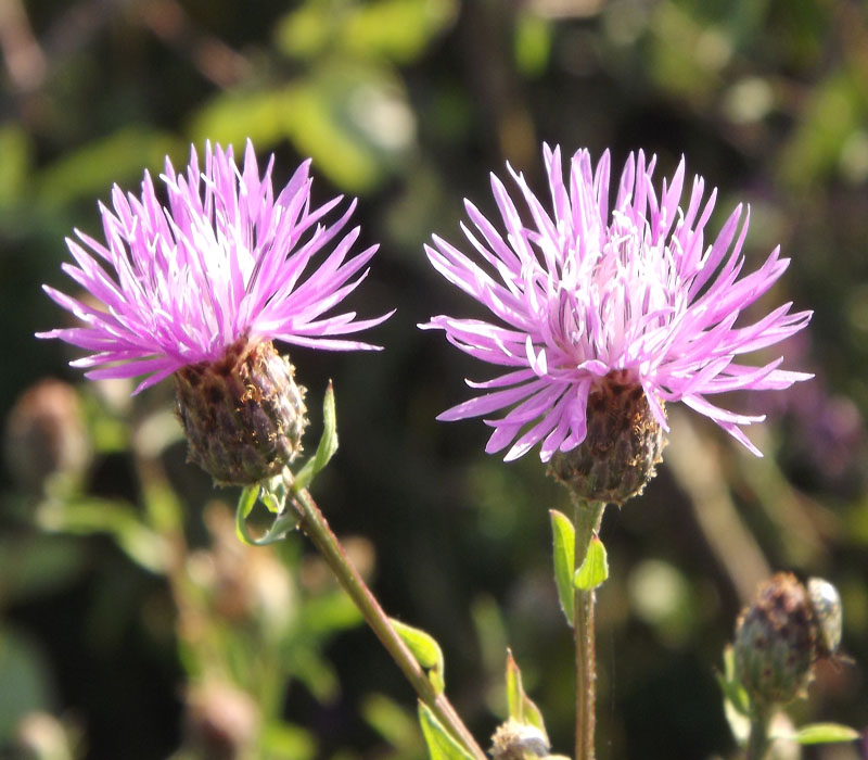 Che tipo di centaurea? - Centaurea nigrescens